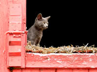 Barn Staff